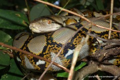 Python reticulatus
