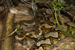 Python reticulatus