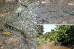 Python reticulatus