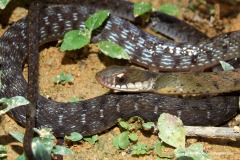 Rhabdophis subminiatus