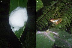 Rhacophorus sp.