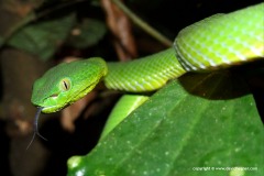 Trimeresurus fucatus