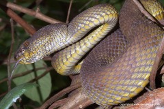 Trimeresurus purpureomaculatus