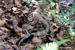 Varanus salvator