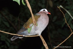 Chalcophaps indica