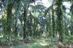 Near Taiping