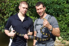 Boiga dendrophila