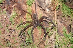 Sparassidae sp.