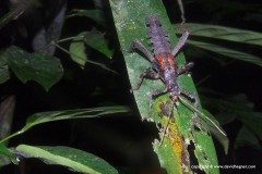 Phasmatodea sp.