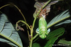 Cicadoidea sp.