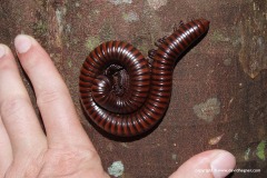 Diplopoda