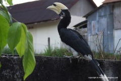 Anthracoceros albirostris