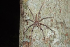 Sparassidae sp.