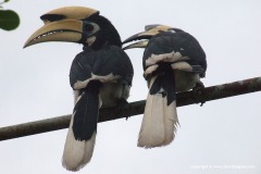 Anthracoceros albirostris