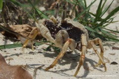Crustacea sp.