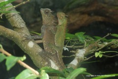 Acanthosaura armata