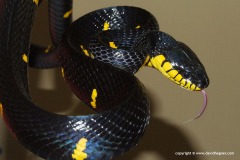 Boiga dendrophila