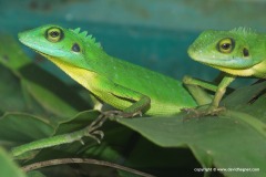 Bronchocela cristatella