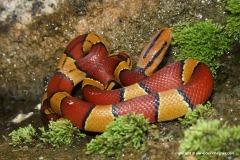 Oreocryptophis porphyraceus laticincta