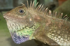 Gonocephalus bellii