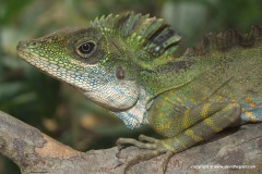 Gonocephalus grandis