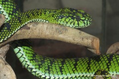 Trimeresurus sumatranus