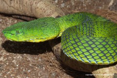 Trimeresurus nebularis