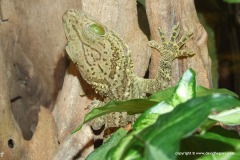 Gekko smithii