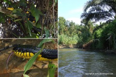 Boiga dendrophila