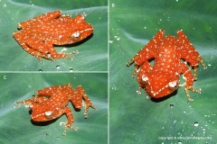 Nyctixalus pictus