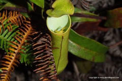 Pitcher Plant