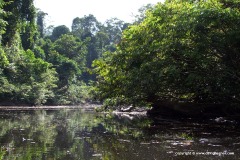 Taman Negara