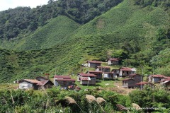 Cameron Highlands