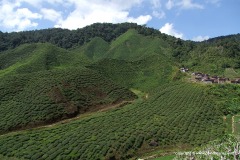 Cameron Highlands