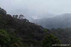 Cameron Highlands