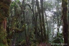 Gunung Brinchang