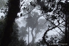 Gunung Brinchang