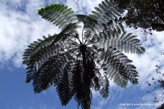 Blue Tree Fern