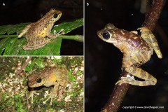 Amolops larutensis