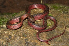 Amphiesma sanguineum