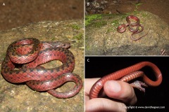 Amphiesma sanguineum