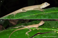Aphaniotis fusca