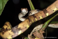Boiga cynodon
