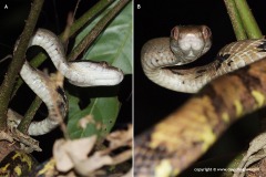 Boiga cynodon