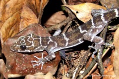 Cyrtodactylus consobrinus
