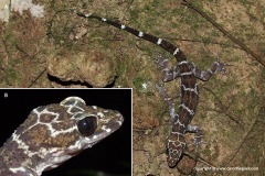 Cyrtodactylus consobrinus