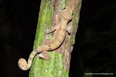 Cyrtodactylus elok