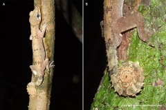 Cyrtodactylus elok