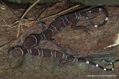 Cyrtodactylus trilatofasciatus