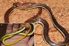 Dendrelaphis caudolineatus